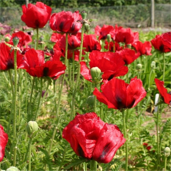Poppy plants for sale Papaver buy poppies online