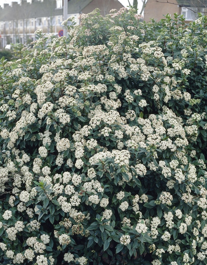 Viburnum x juddii