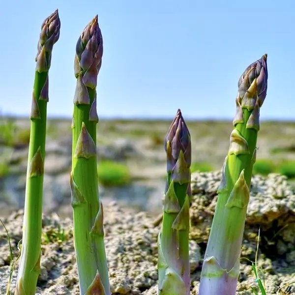 Asparagus plants