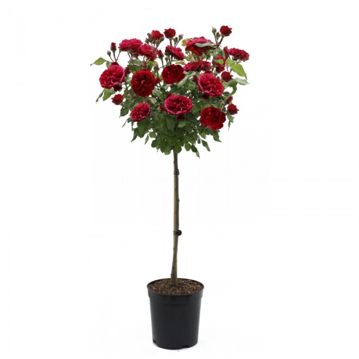 Large Standard Rose Tree 'Mister Lincoln' circa 150cms tall