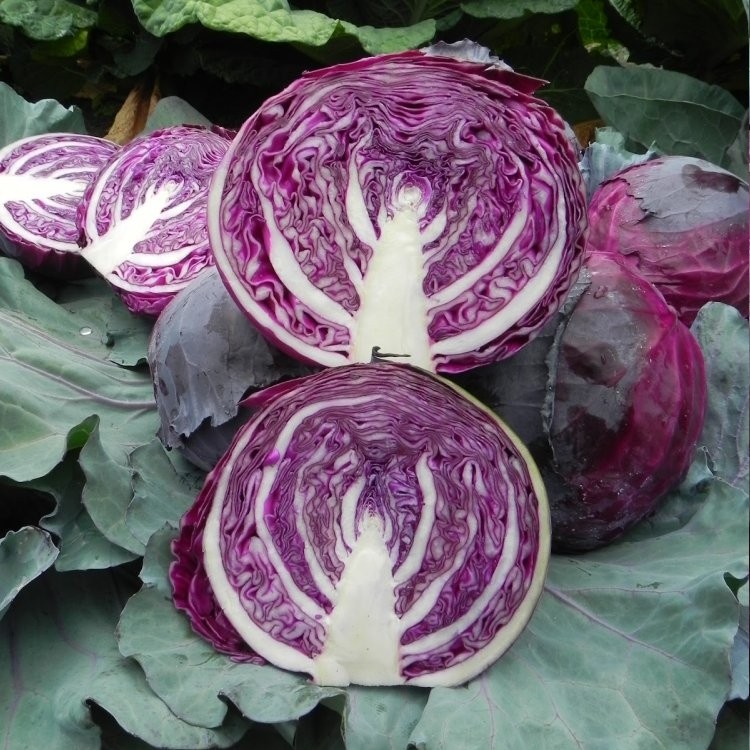 Cabbage 'Red Jewel' Pack of TWELVE Plants