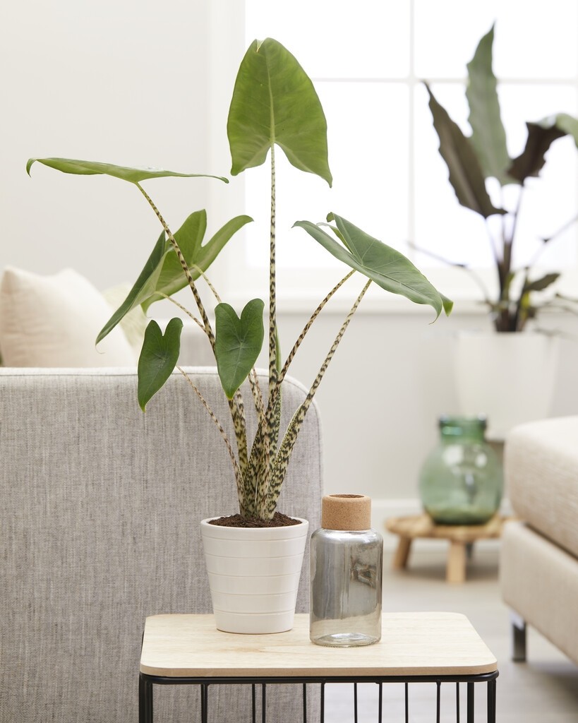 Alocasia Zebrina Elephant Ear