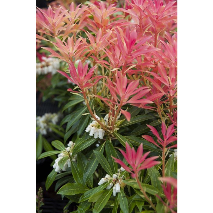 Pieris Forest Flame Lily of the Valley Shrub