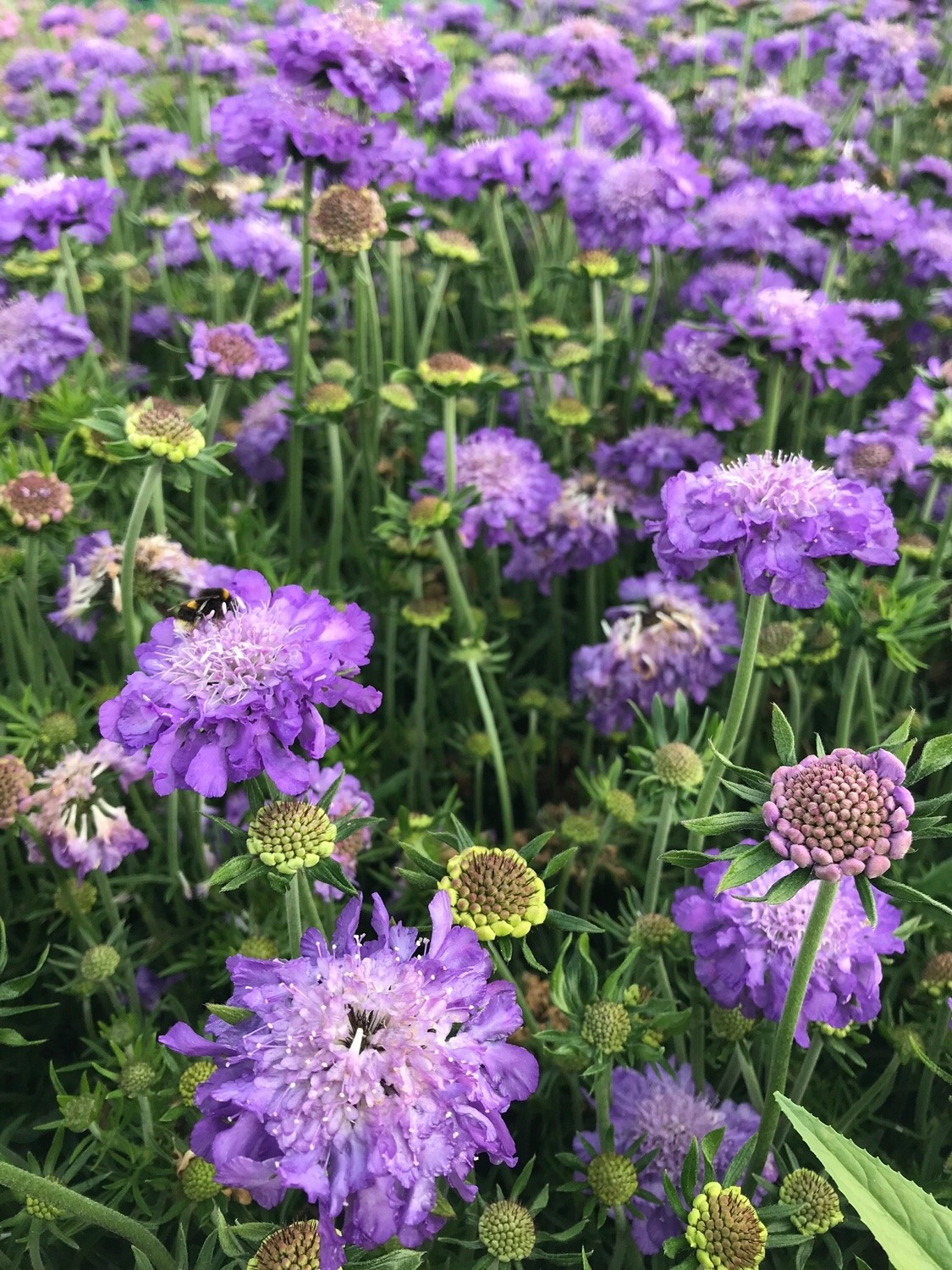 Scabiosa columbaria Mariposa Blue Butterfly Blue Pincushion Flower