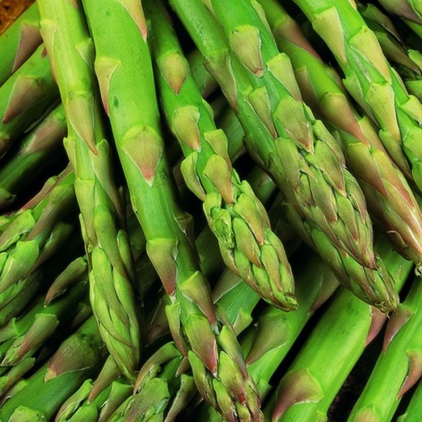 Asparagus plants