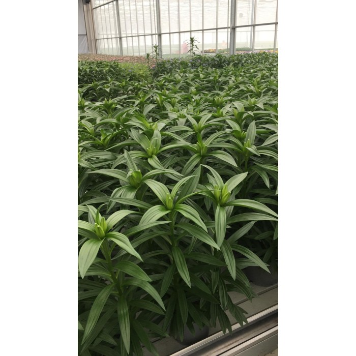 Lily longiflorum 'Miracle' Plant in Bud