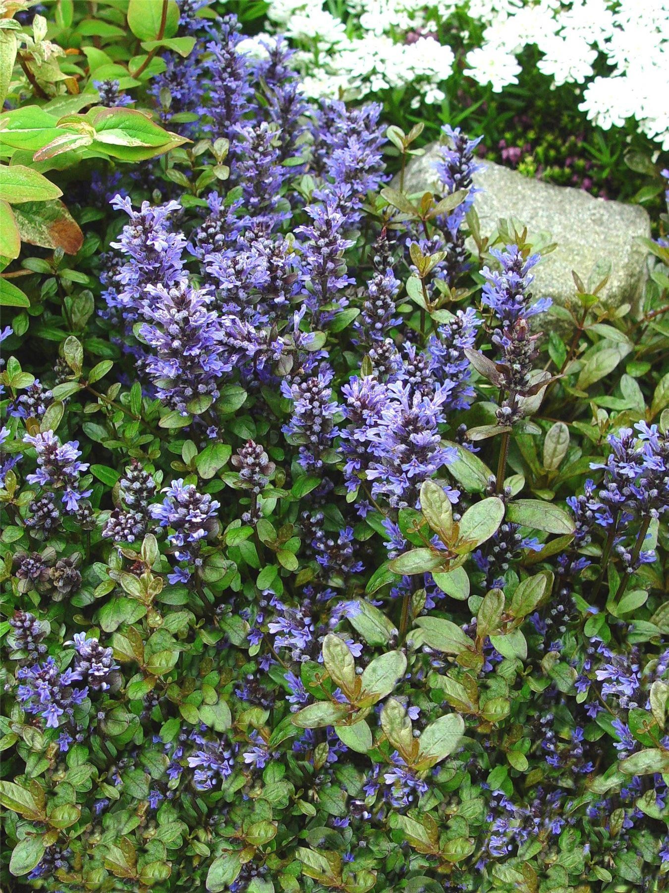 Ajuga reptans 'Chocolate Chip' - Bugle