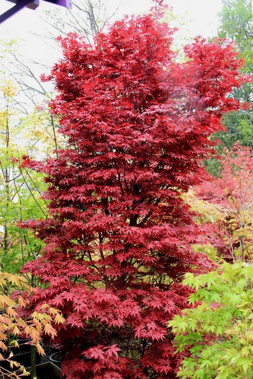 Acer palmatum 'Twombly's Red Sentinel'