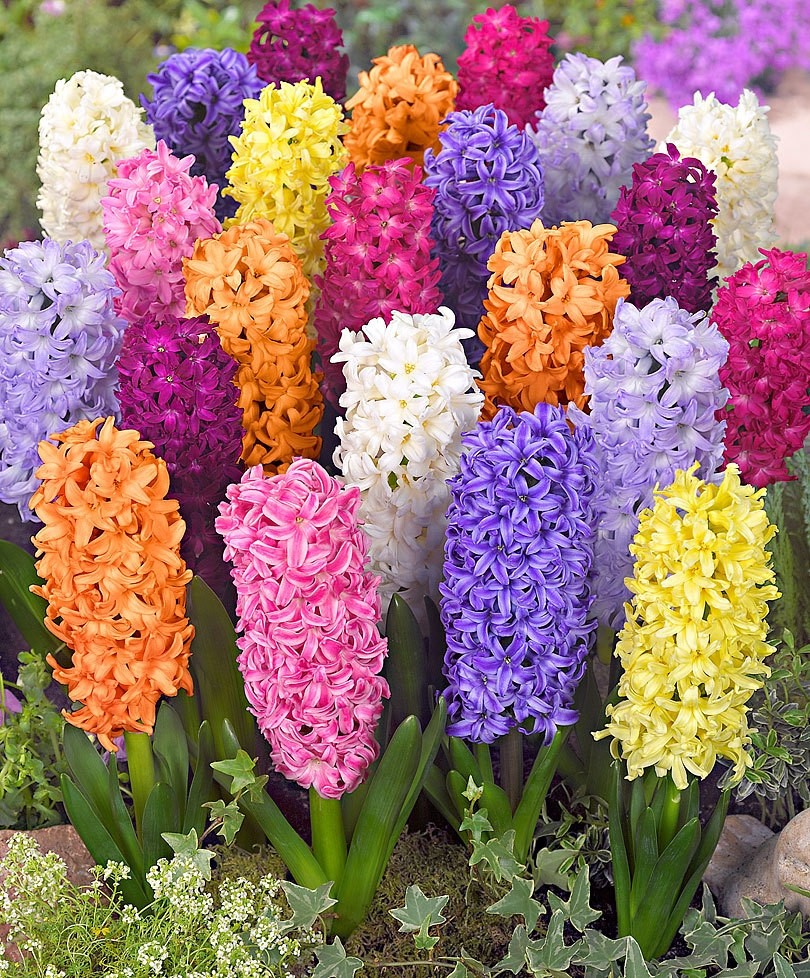 Assorted Rainbow Hyacinths Pack of 25 Bulbs