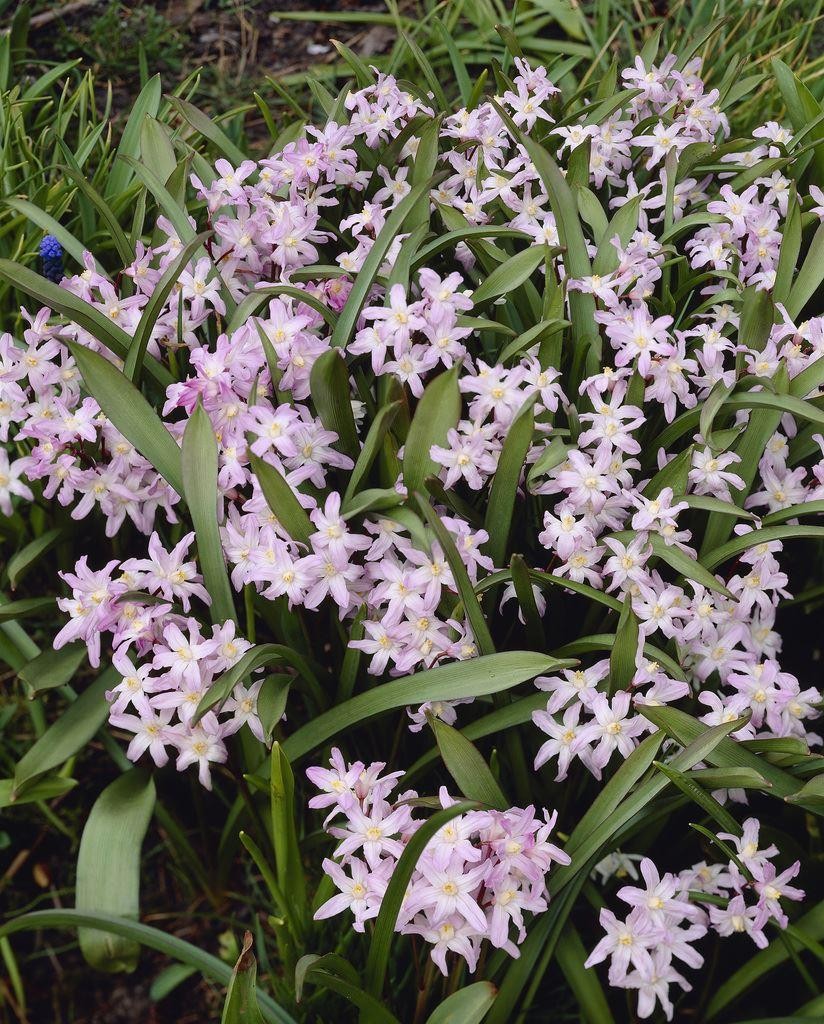 Chionodoxa Pink Giant - Glory of the Snow