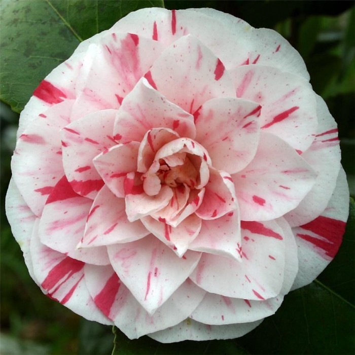 Buy Online Camellia Japonica 'Bonomiana' Evergreen Shrub Plant  Pink  Winter Flowers, 3 Litre Pot (30-50cm)  Hardy Garden Plant Clothes Dye