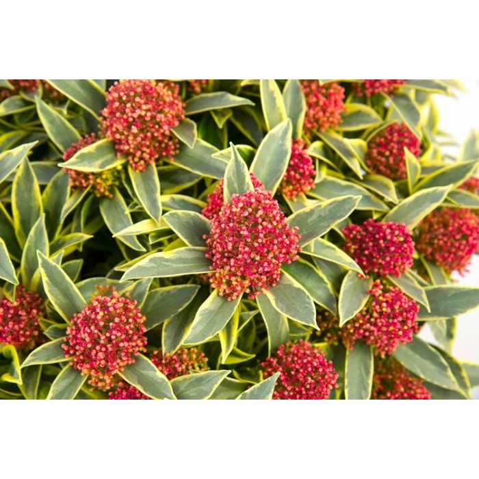 skimmia-japonica-collection-four-different-plants