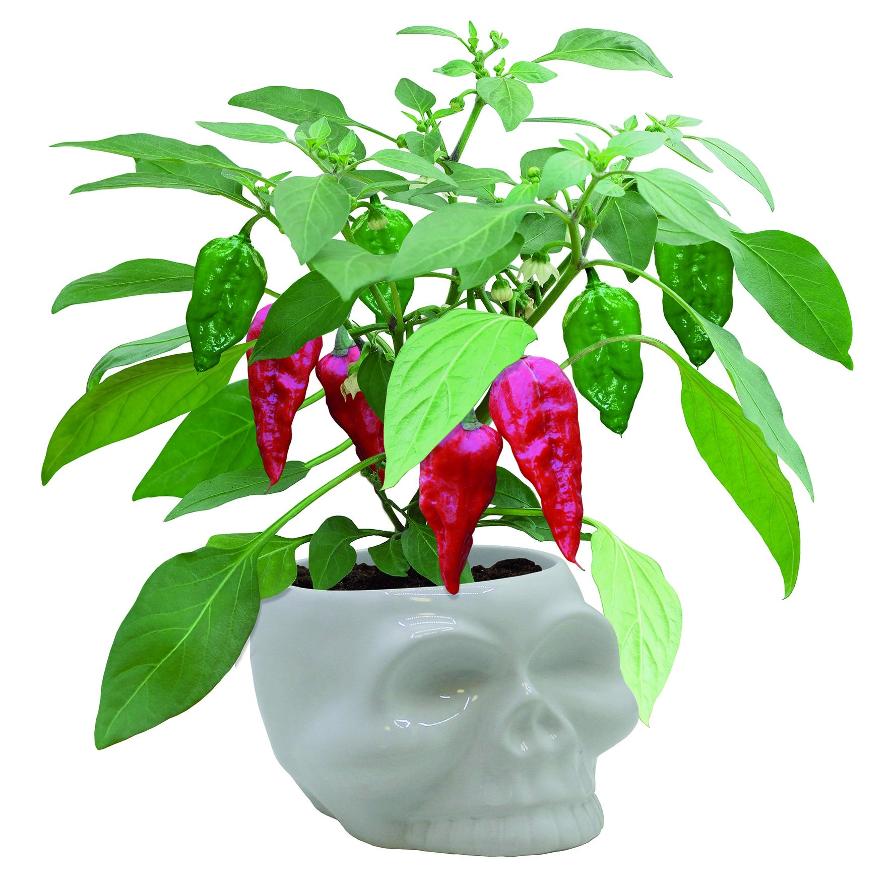 Dead Hot Chilli Skull Kit - Naga Chilli