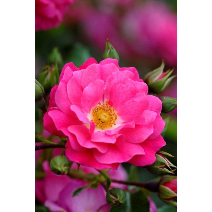 Rose Flower Carpet Pink