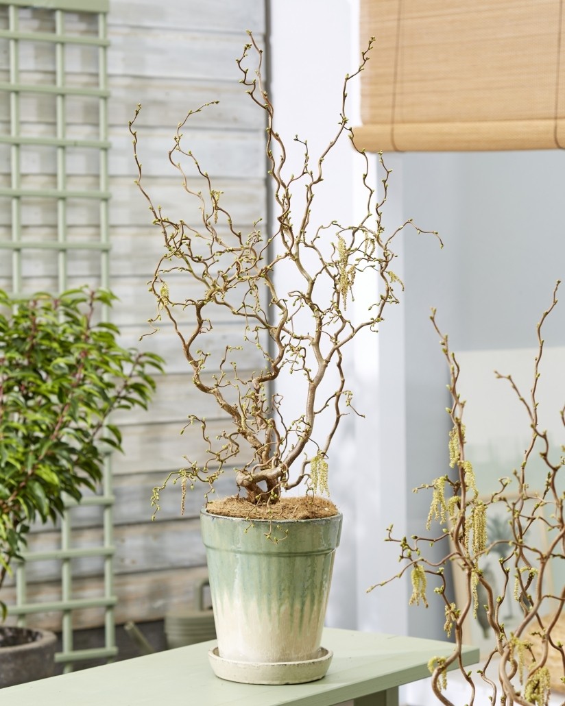 Corylus avellana contorta 'Medusa' Special Corkscrew Hazel