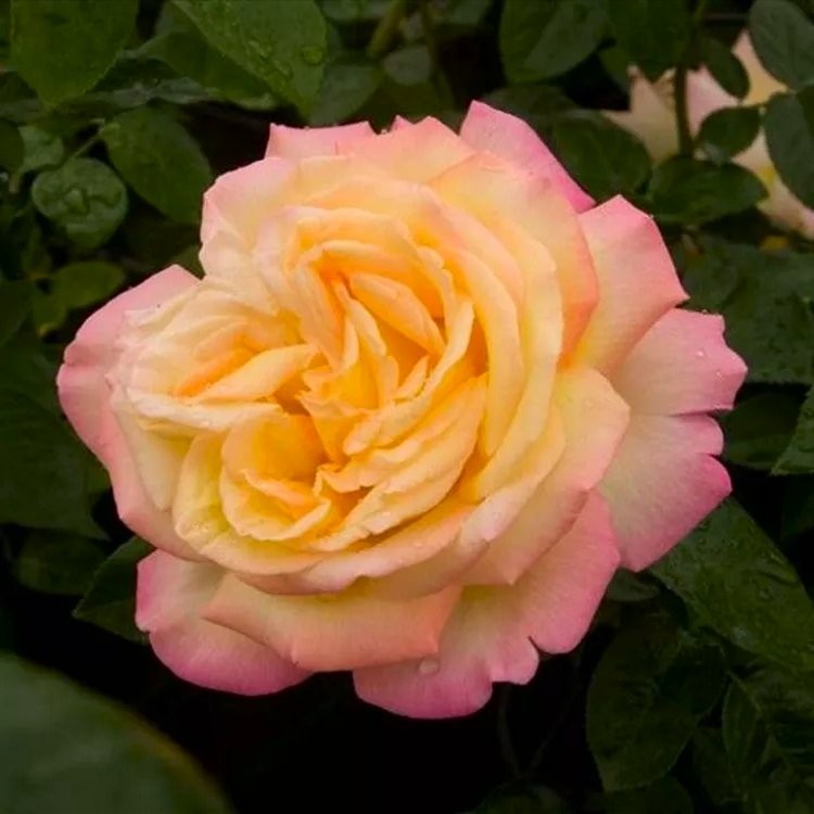 Large Standard Rose Tree 'Madame A Meilland' circa 150cms tall