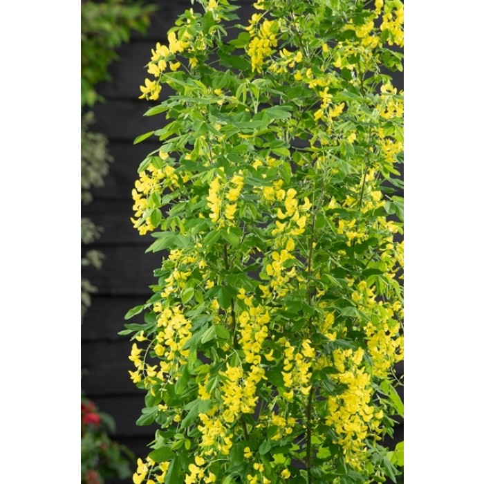 Laburnum anagyroides Yellow Rocket Upright Golden Chain Tree