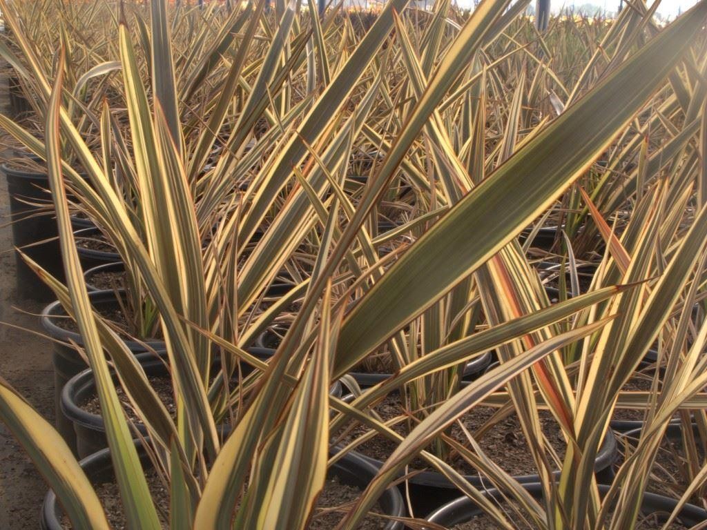 Phormium Brown Sugar New Zealand Flax