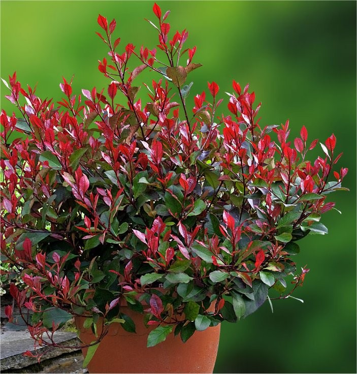Image of Photinia evergreen shrub