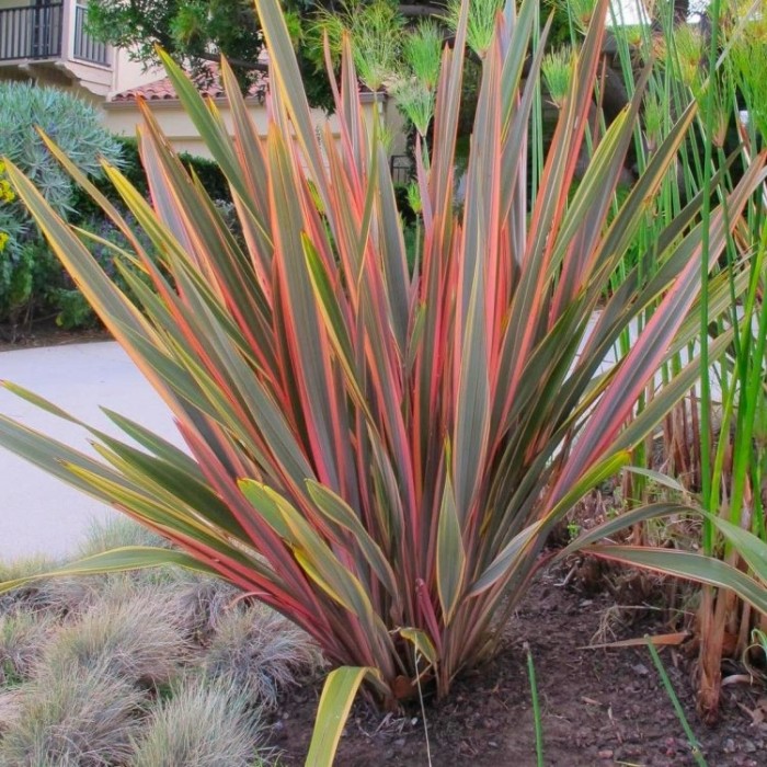 Phormium Sundowner New Zealand Flax