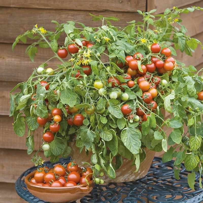 Container & Basket Tomato Collection Pack of SIX Plants