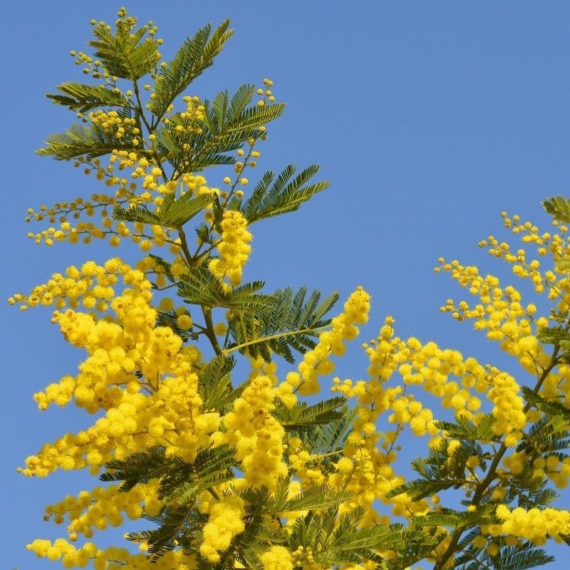 Acacia dealbata 'Gaulois Astier' - Mimosa Tree - 120-150cms