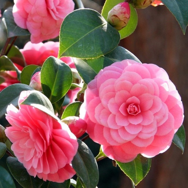 Buy Camellia plants Camellia shrubs online for UK delivery