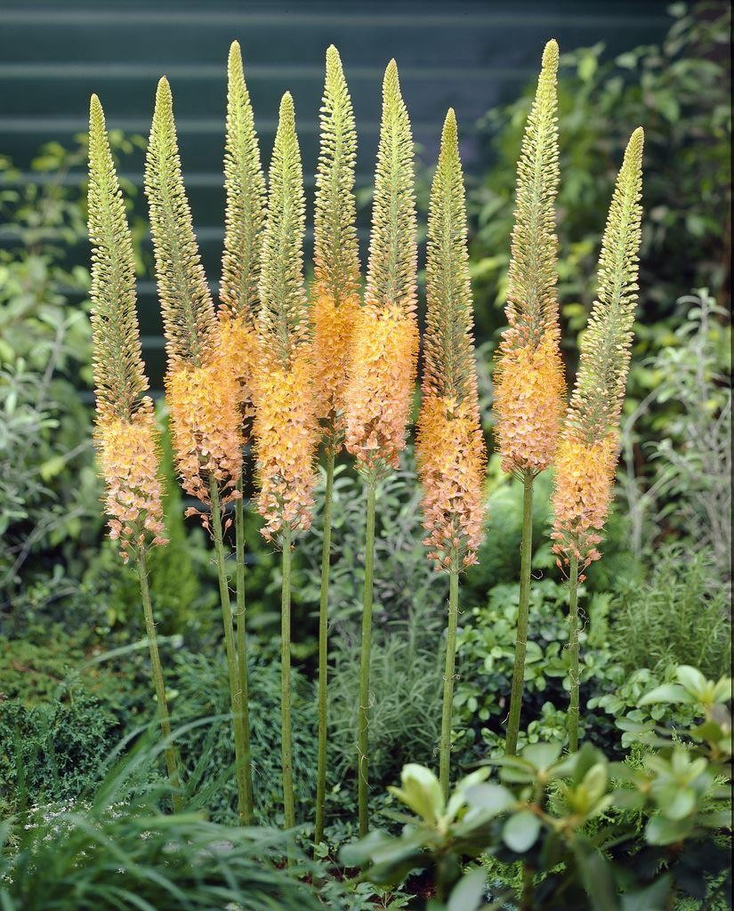 Eremurus X Isabellinus Cleopatra Foxtail Lily 