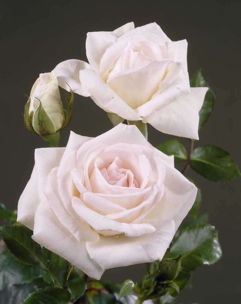 Rose Swan Lake - Climbing Rose