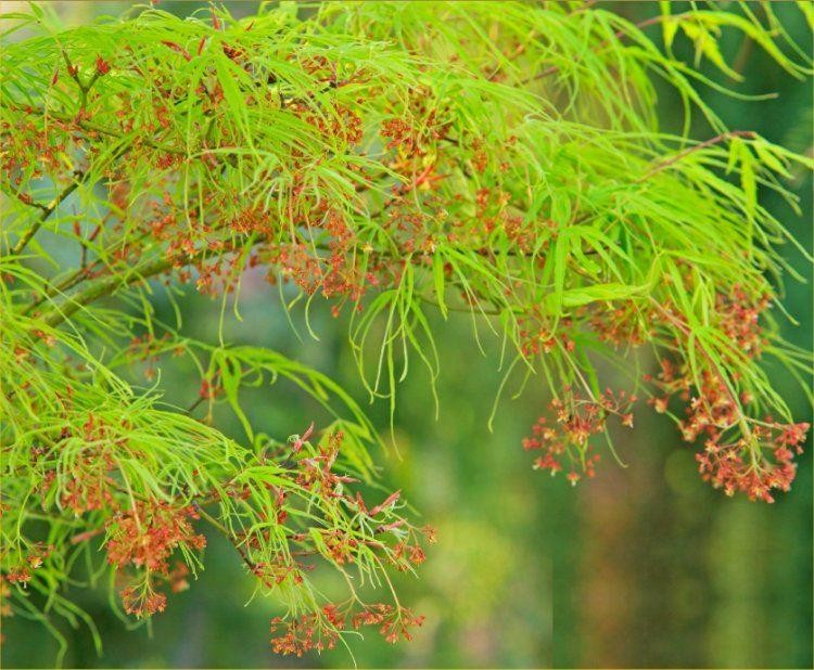 Acer palmatum Koto No Ito - Japanese Maple