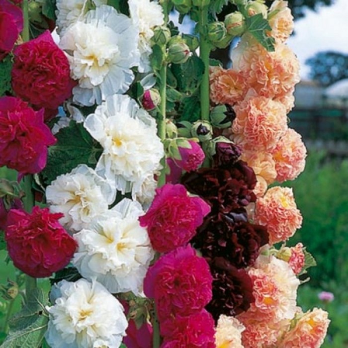 Hollyhock Seeds - Powderpuffs Double Mix