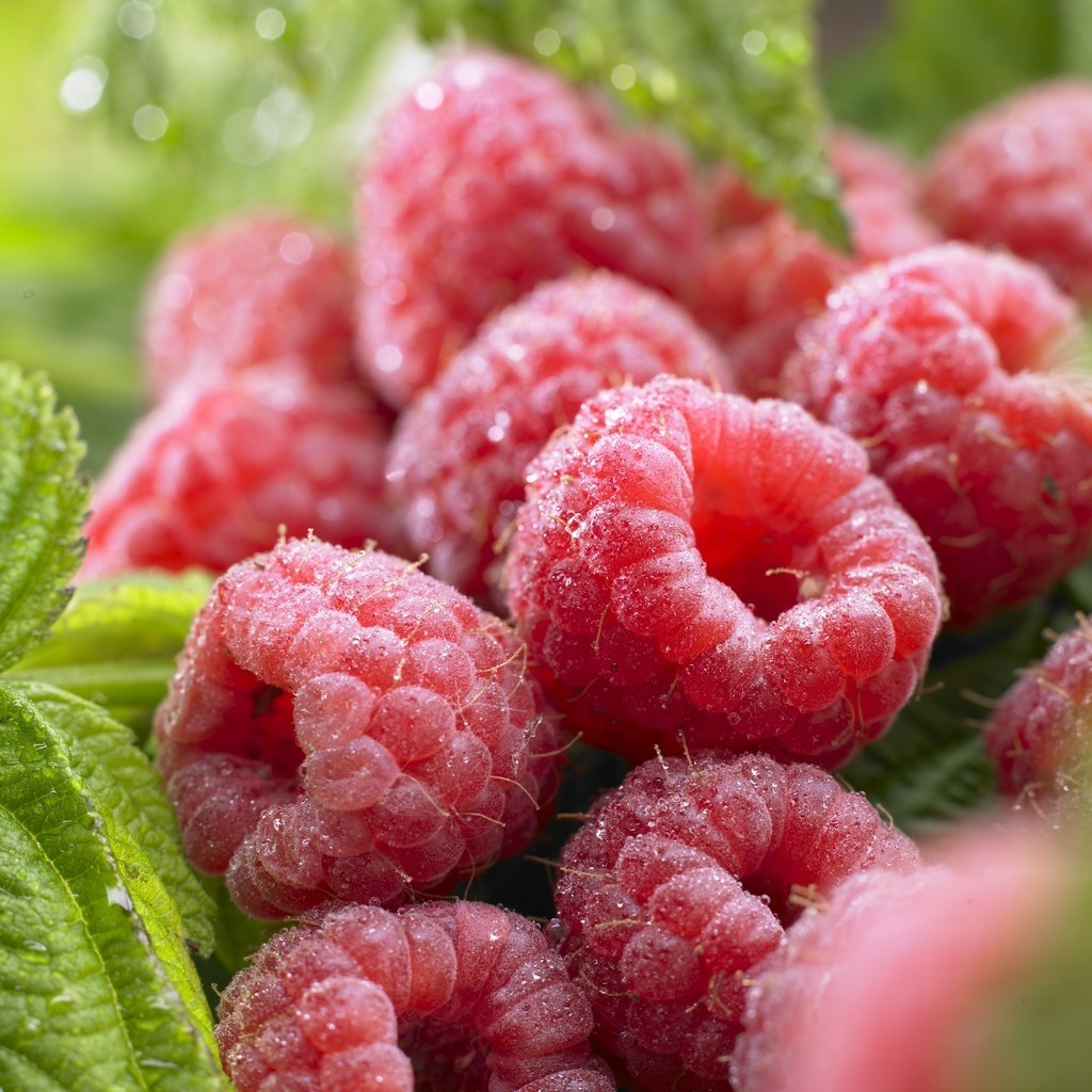 Raspberry - Rubus idaeus Zefa Herbsternte