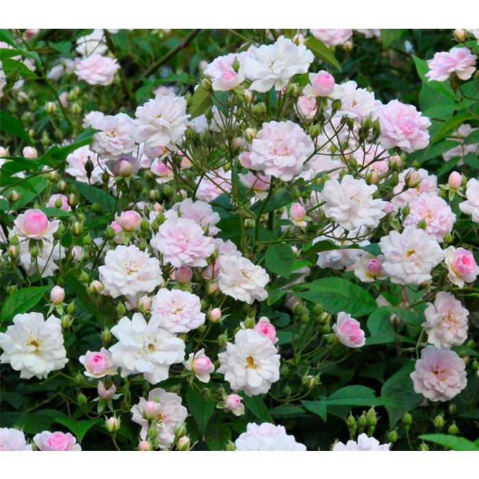 Large 6-7ft Specimen - Rose Pauls Himalayan Musk - Climbing Rose