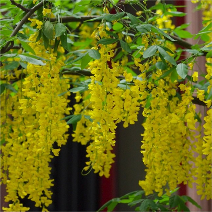 Laburnum x watereri 'Vossii' Voss' laburnum Golden Rain Tree
