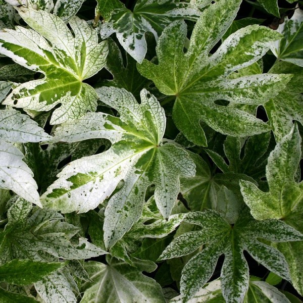 Fatsia shrubs for sale Buy Fatsia plants UK delivery