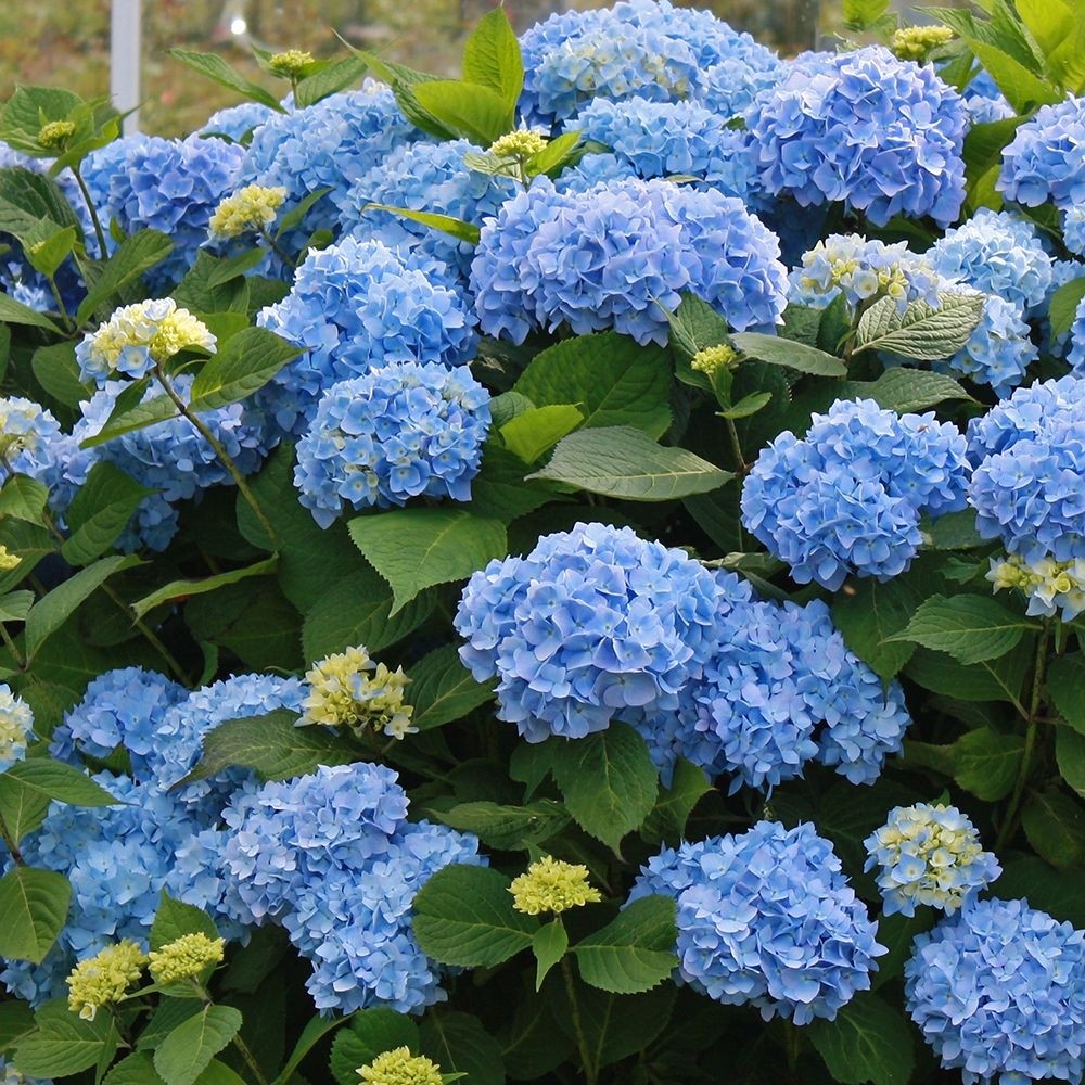 GIANT BLUE MOPHEAD Hydrangea macrophylla Verana Blue - Large Flowered