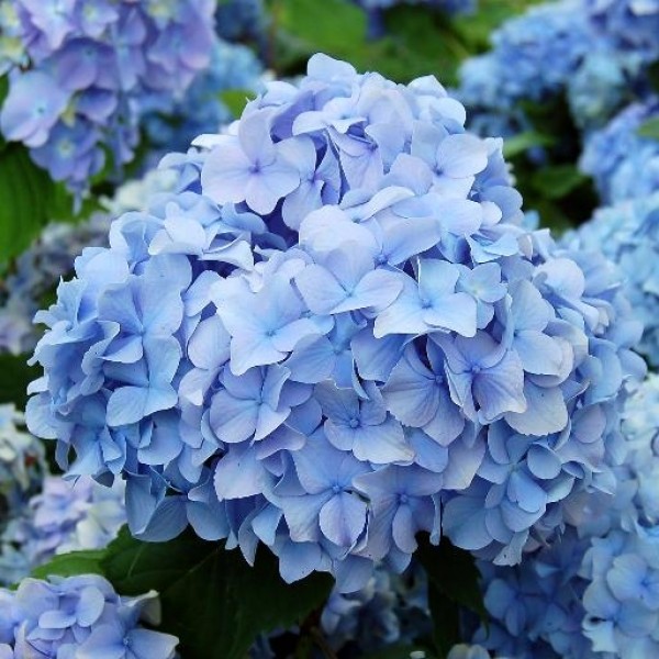 Hydrangea shrubs for sale UK Buy Hydrangea plants online UK