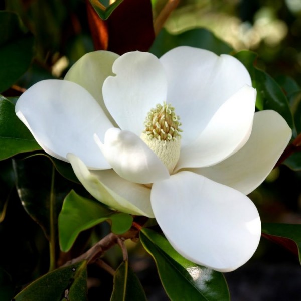 Buy Magnolia plants online Magnolia trees for sale UK