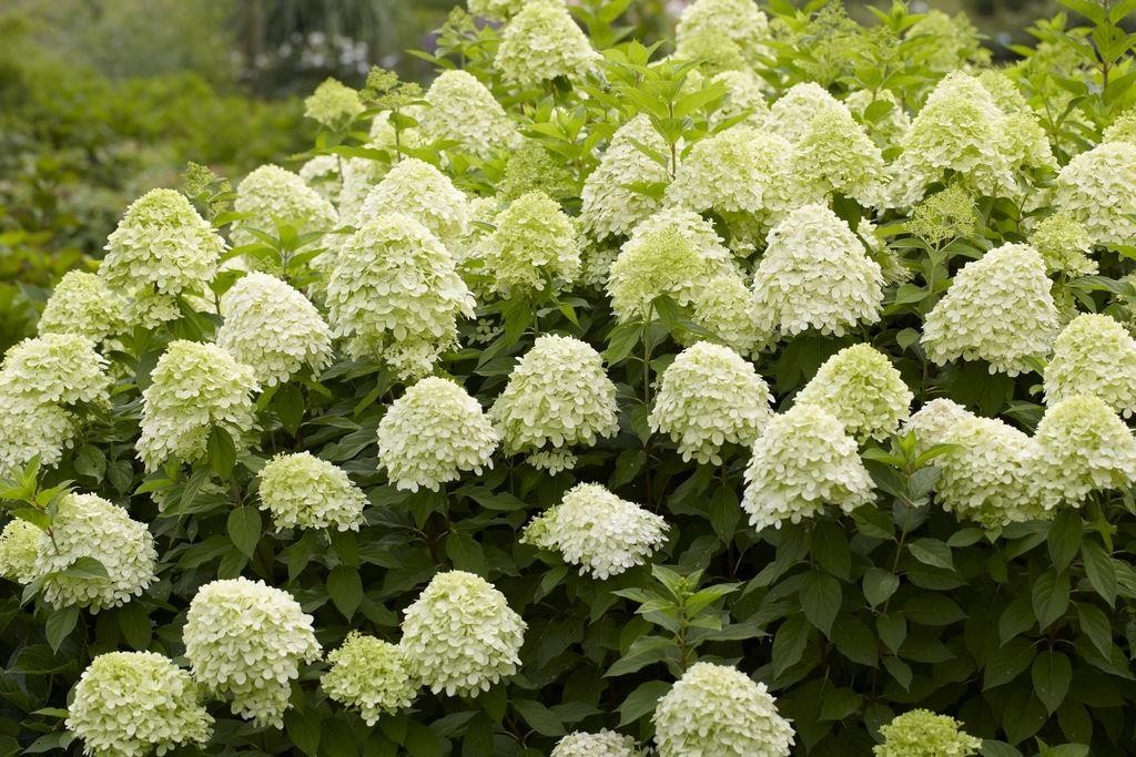 Image of Hydrangea paniculata Limelight