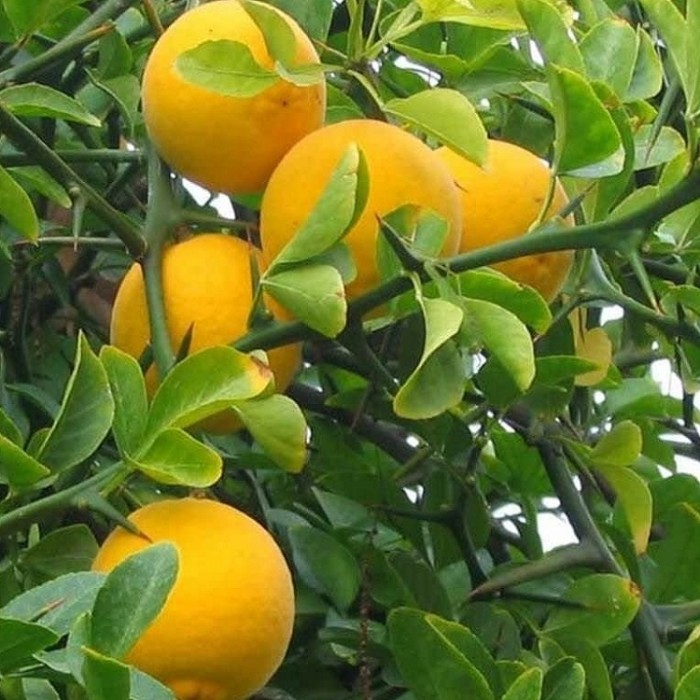 Poncirus trifoliata Japanese Bitter Orange Hardy Citrus