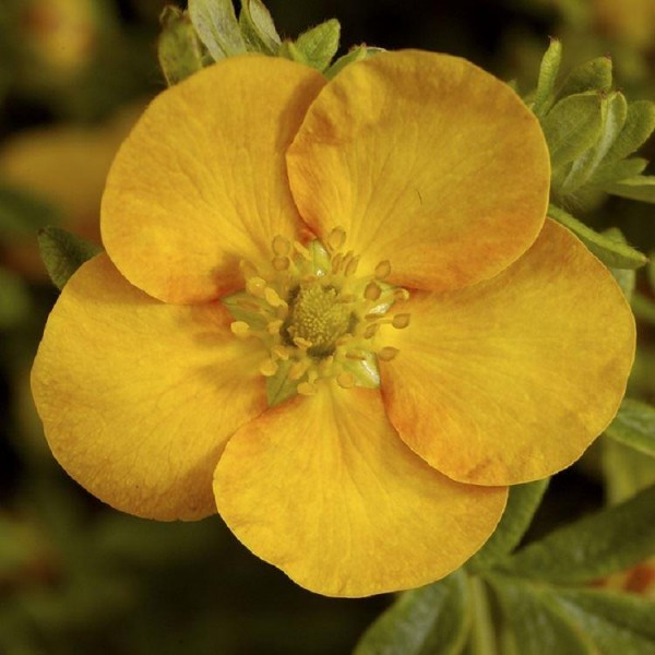 Potentilla shrubs for sale Buy Potentilla plants UK delivery