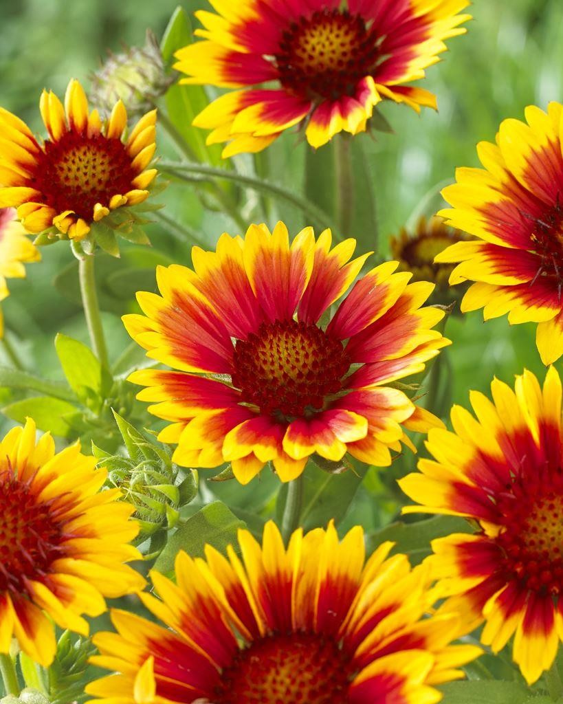 Gaillardia Kobold Goblin Blanket Flower