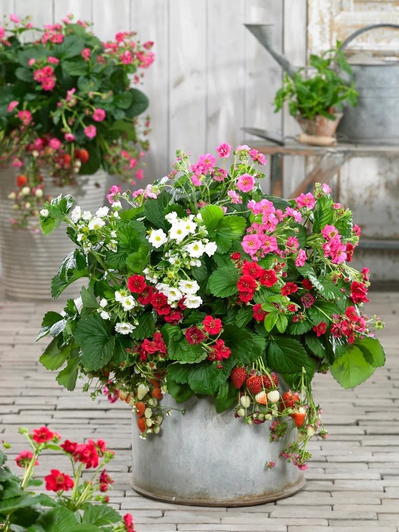 Summer Breeze Strawberry Collection 12 Plants