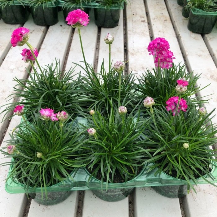 Splendens Armeria maritima splendens - Sea Thrift Plants - Pack of FOUR