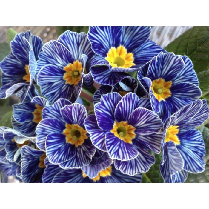 Primrose Blue Zebra - Zebra Blue Primula - Pack of SIX Plants