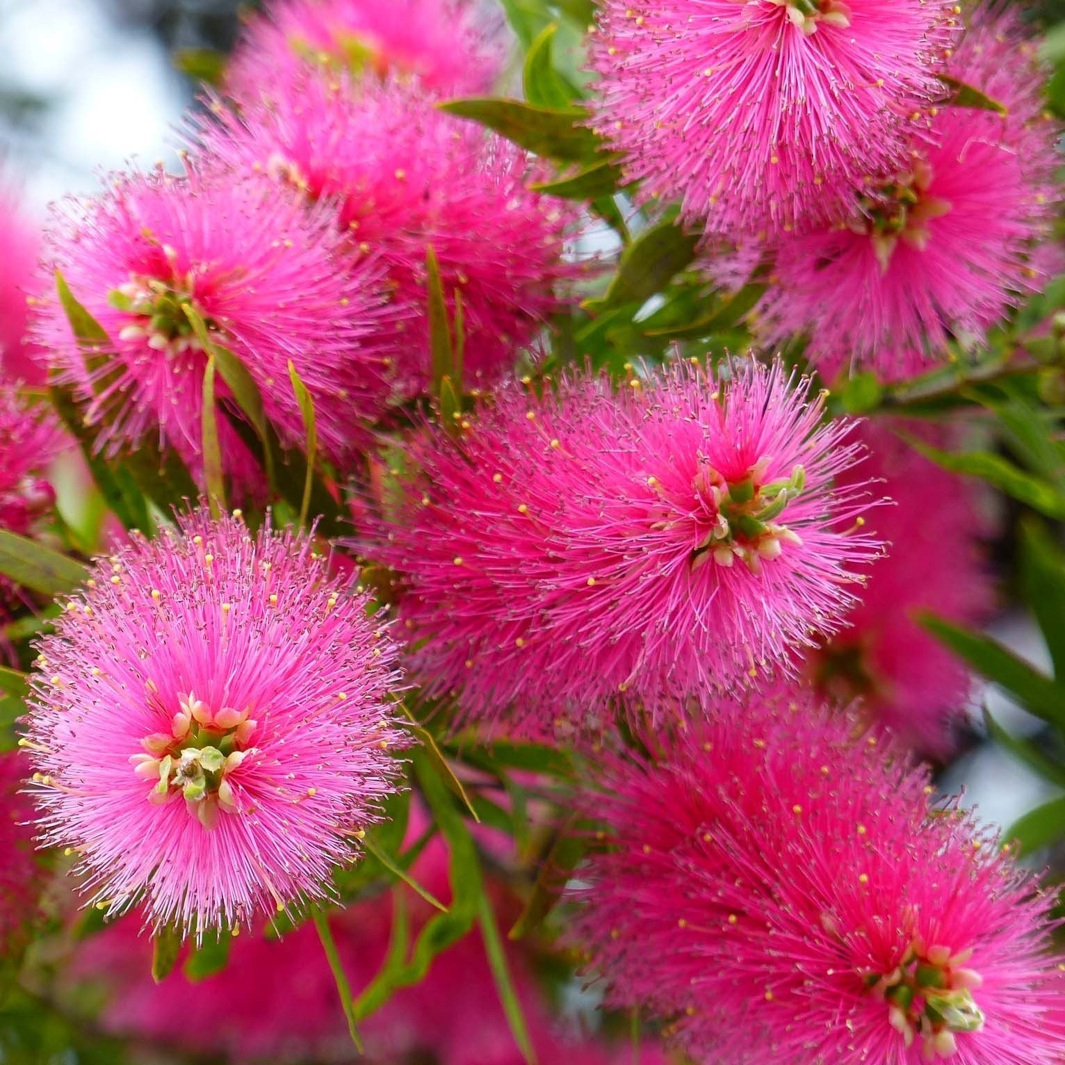 pink bottle brush