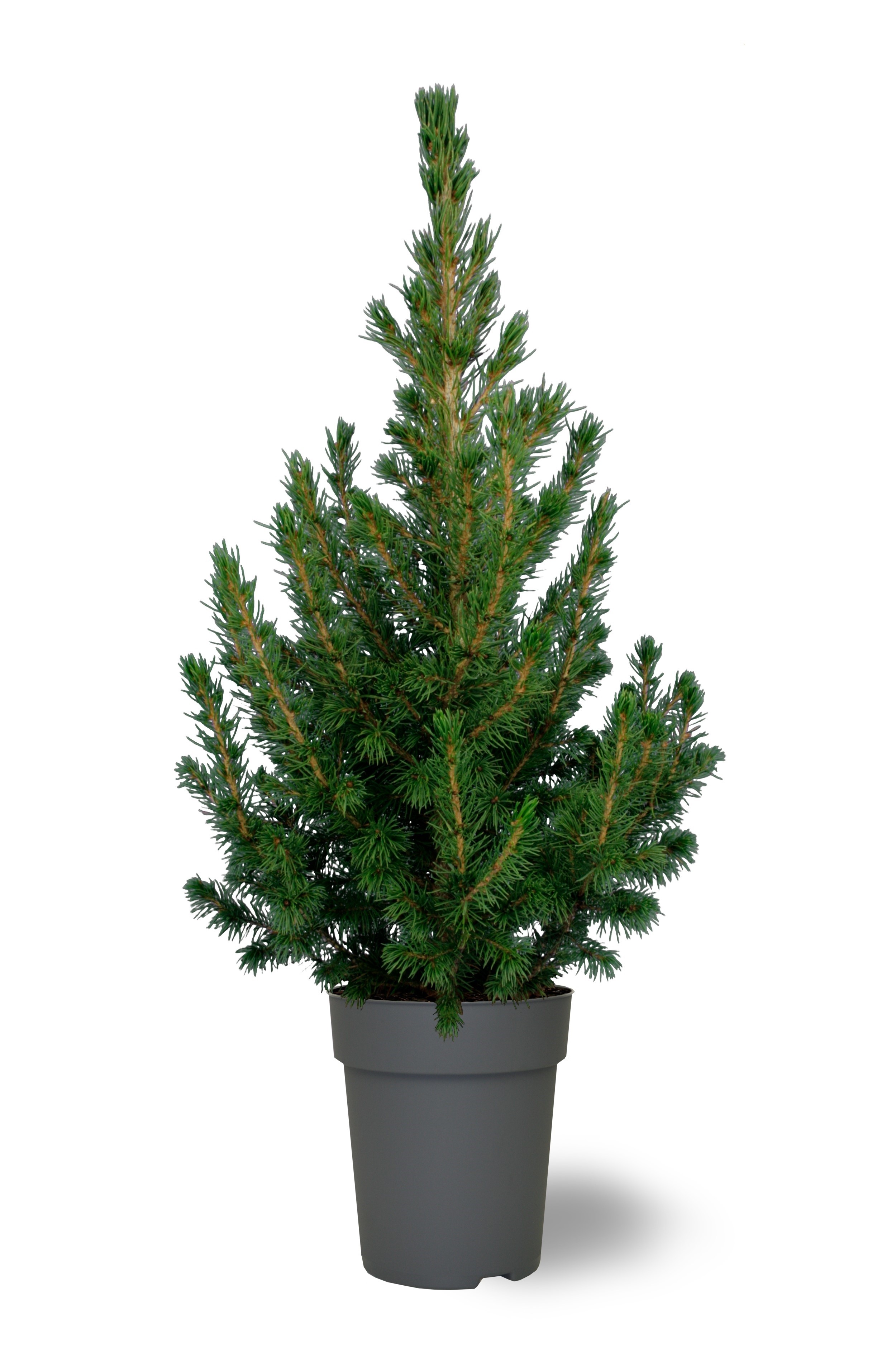 Mini Christmas Tree Tabletop Christmas Tree Classy Contemporary