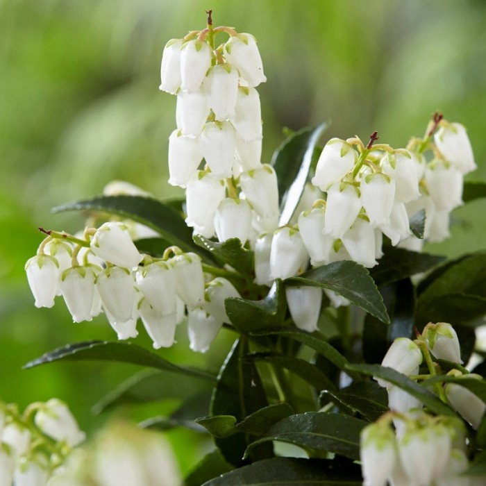 Image of Pieris japonica and spring bulbs