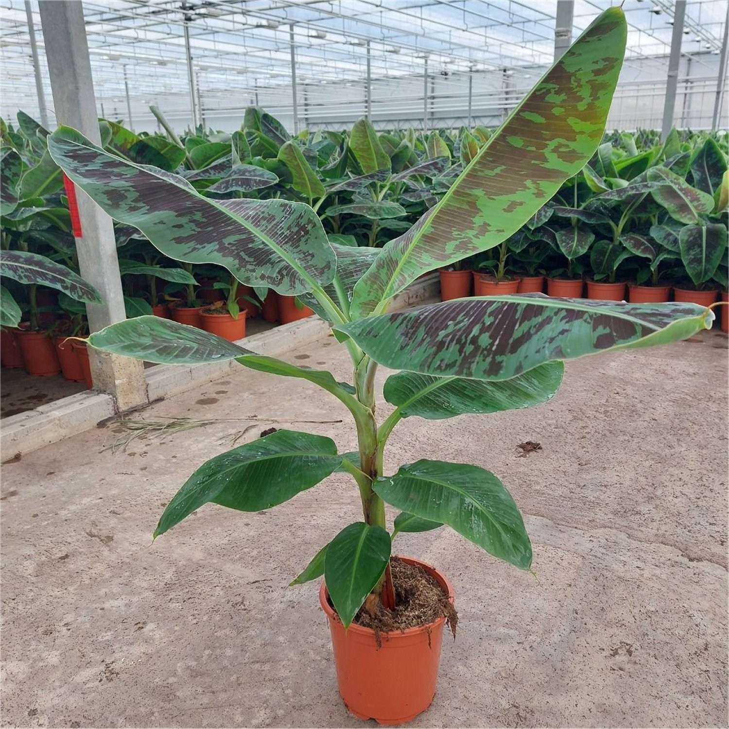 Bananarama Musa Dwarf Cavenish Banana Plant 80120cm