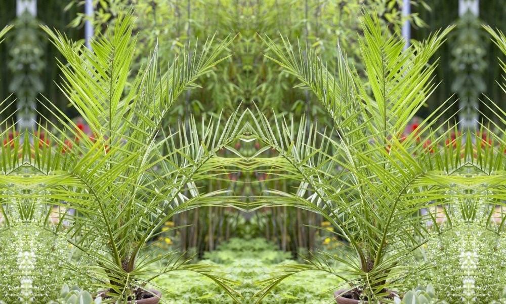 XXL Giant Phoenix canariensis Canary Island Date Palm LARGE circa 5